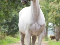 LOL-F1赛场再起风云：燕山鲨队队失利塞北独角兽队，赛场气氛火爆禁区内连续解围(宽哥被打梁哥带人解围完整版视频)